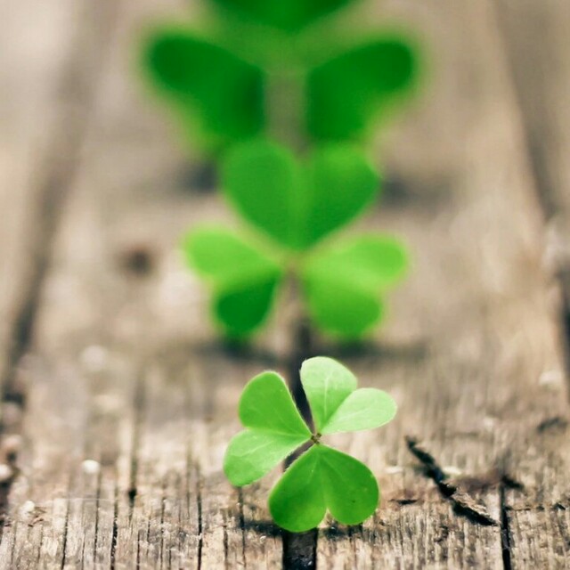 看海-舞女泪 dj版 - 刘紫玲(潮音坊Dj余少 Mix)R