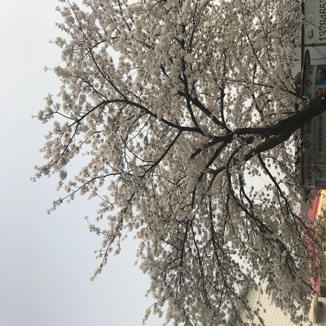 猫℡[抒情英文]报告长官我李云龙听不懂唱的啥