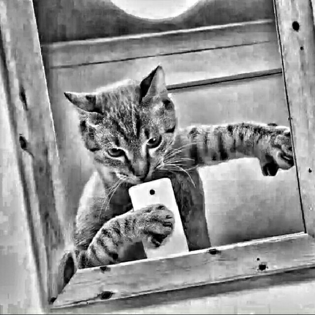 《98K》热门神曲!完整版收藏会员列表