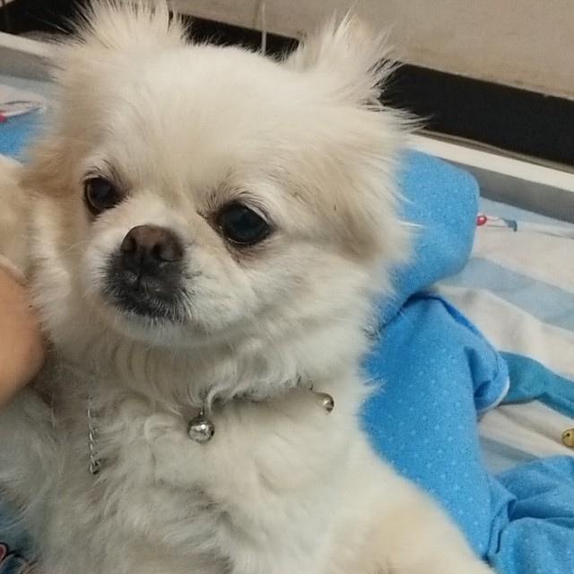 大蕊–『EA7』口哨战歌收藏会员列表