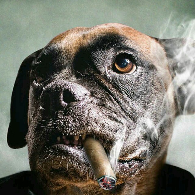 全英文trap音乐国外万人派对年度热播串烧收藏