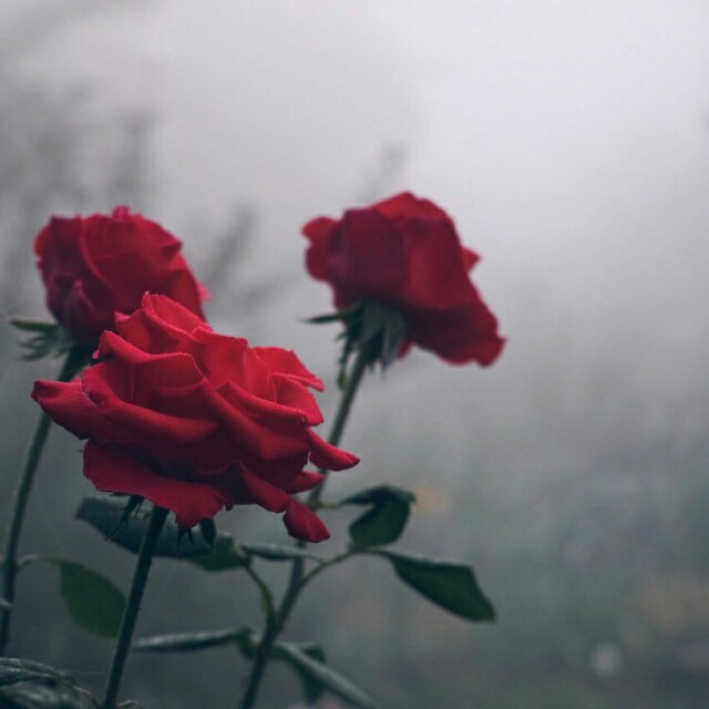 dj陈少る-千年等一回 - 小黄人版收藏会员列表