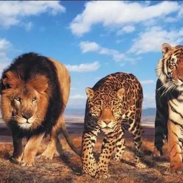 精神雅 - 悲喜自渡,他人难悟易误