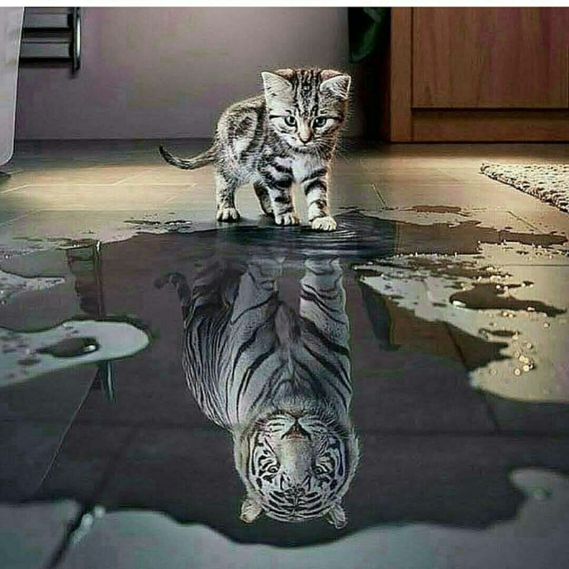 白一阳【网络红曲咚鼓】其实什么都没有收藏会