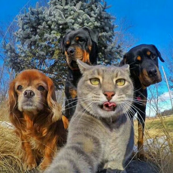 精 彩 苏 刚っ -【-八步摇】 这个背景我找了好久