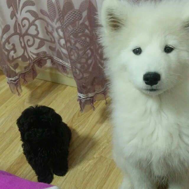 凤凰展翅DJ 加快版 dj 思念出品收藏会员列表