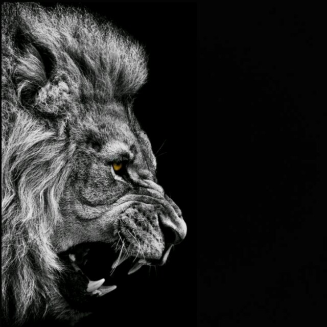 DJ、王先森_牌牌琪八步摇收藏会员列表