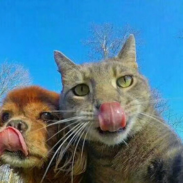 大壮 - 差一步 DJ小峰收藏会员列表