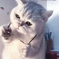 胡憾清